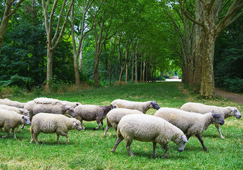 Moutons dans le parc de sceaux