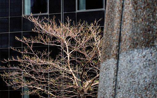 Exposition Natures urbaines. Un autre regard